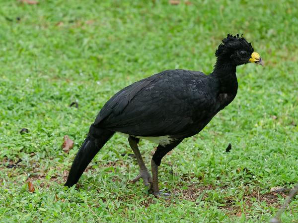 <h3><a href="/trips/costa-rica/biota/animalia/chordata/aves/006 galliformes/002 cracidae/crax rubra/crax rubra-nl.html">Crax&nbsp;rubra</a> / Great&nbsp;curassow / Bruine&nbsp;hokko</h3>OM-1 Mark II met OLYMPUS M.150-400mm F4.5, 1/640 sec  bij F5.0, ISO 4000, afstand 10.0&nbsp;m